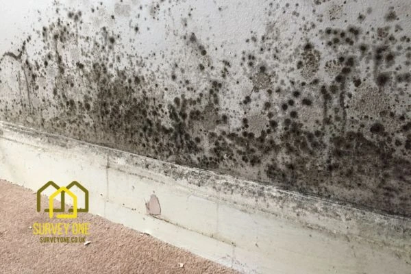 What’s the First Step to Take When You Notice Damp on a Party Wall Berkhamstead?